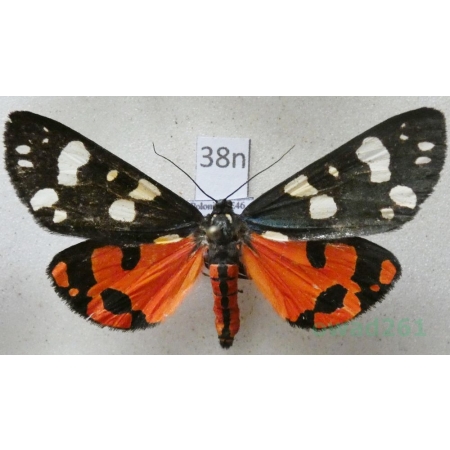 Callimorpha dominula (Linnaeus, 1758) Krasopani poziomkówka Poland38nn